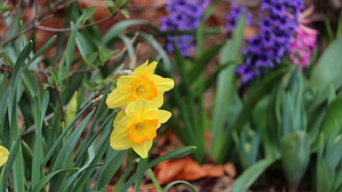 Lucky Leprechaun Hunt at Jewett Park in Deerfield